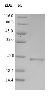 Human MT3 protein