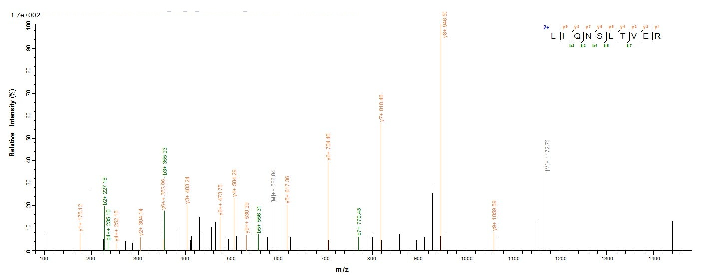 Viral NP protein