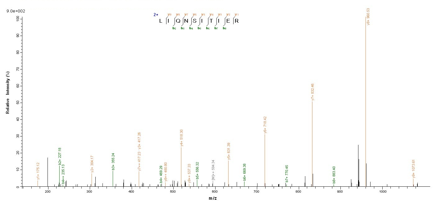 Viral NP protein