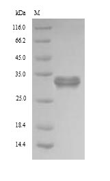 Human PDXP protein