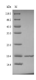 Bacterial uspA protein