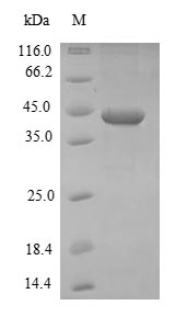 Bacterial isdB protein