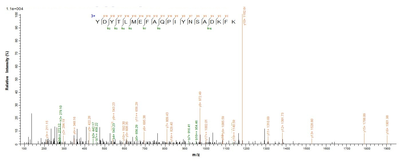 Bacterial isdB protein