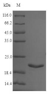 Bacterial uspA protein