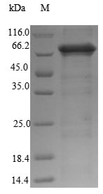Rat Pcsk2 protein