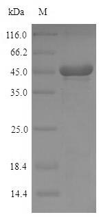 Mouse Pdxp protein