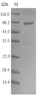 Human PRIM1 protein
