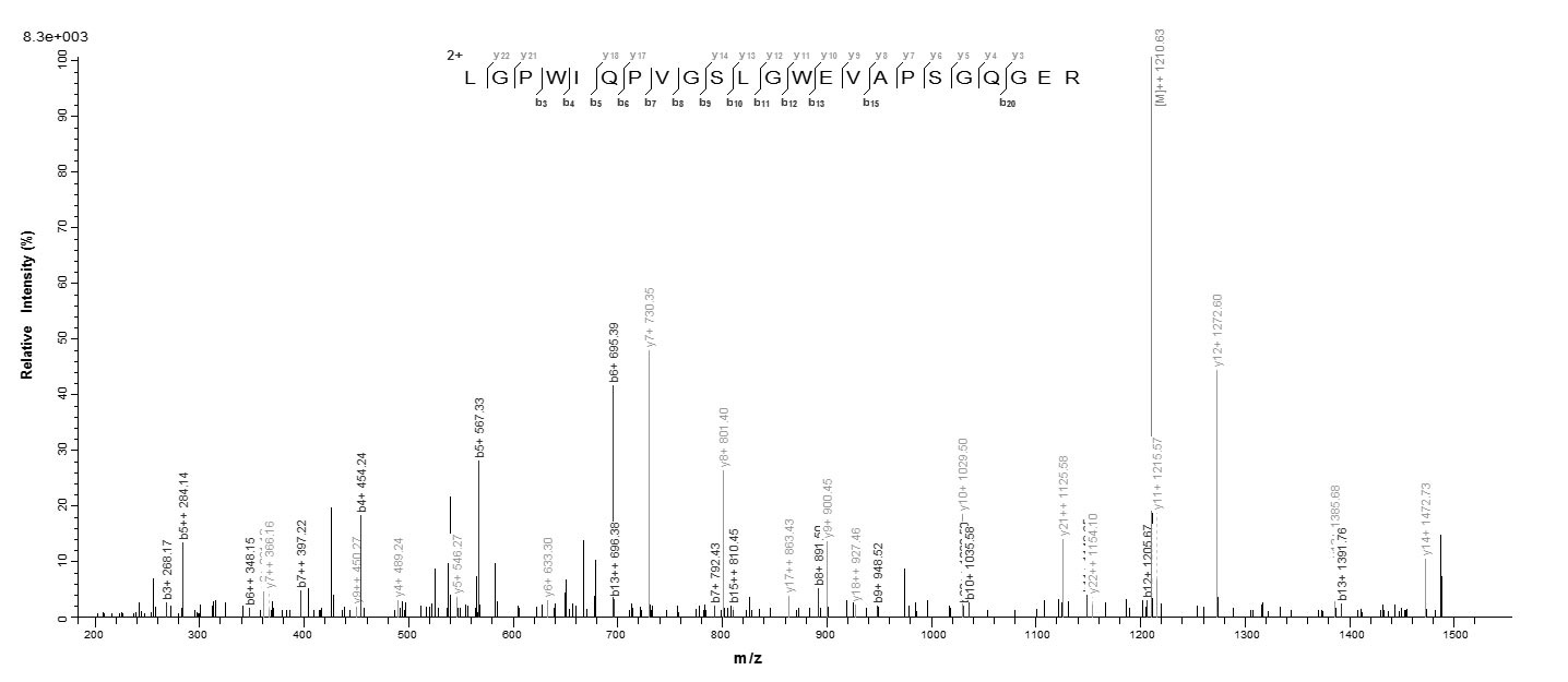 Human IZUMO1R protein