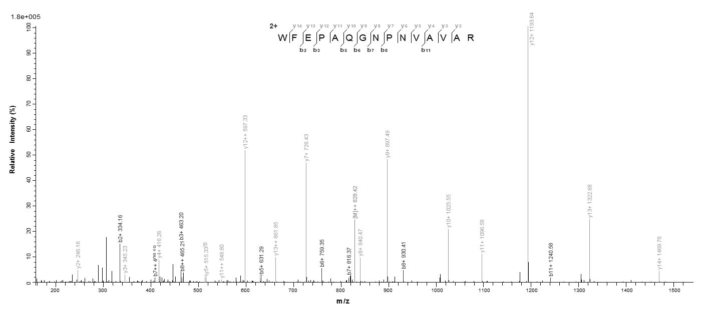 Human IZUMO1R protein