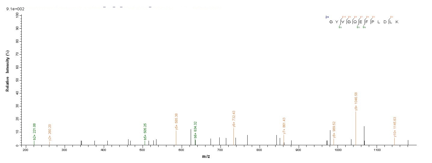 Bacterial ompA protein