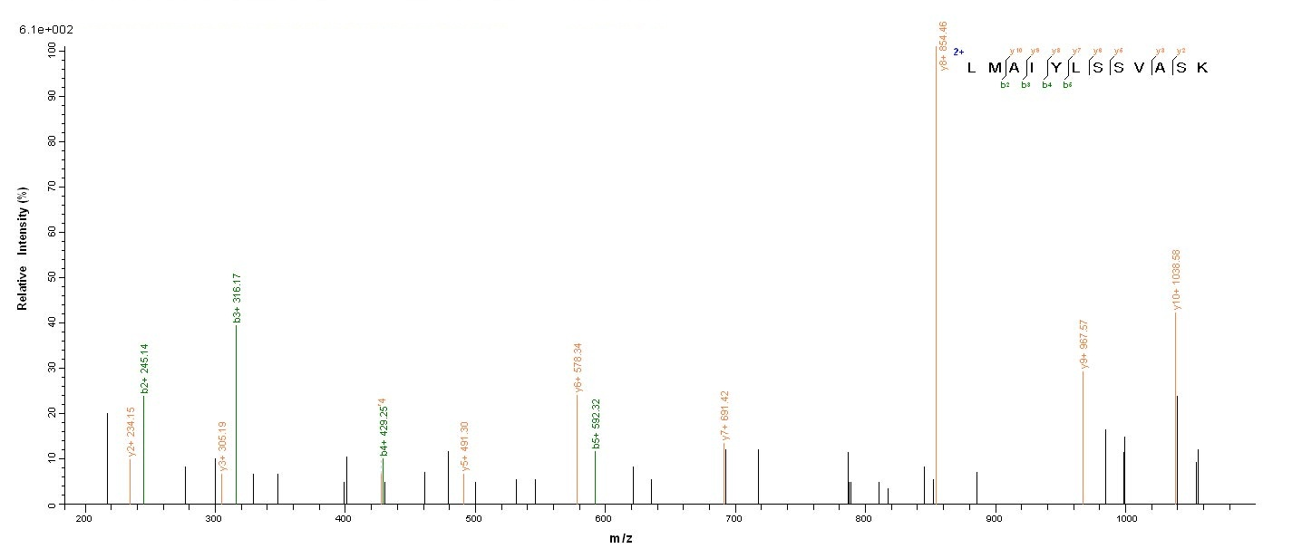 Viral NS1 protein