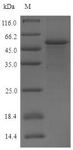 Human PVR protein