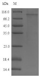 Mouse Dsg2 protein