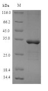 Mouse Metrnl protein