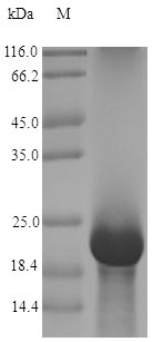 Fungi afp protein