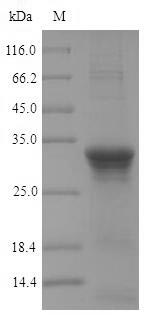 Bacterial pbpC protein