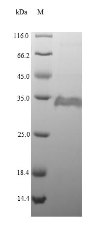 E. coli ppiA protein