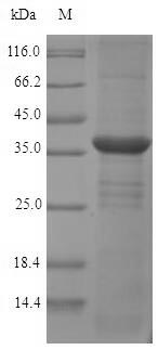 Rat Mgll protein