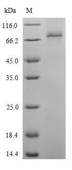 Mouse CAT2 protein