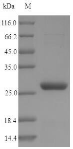 Viral PNC1 protein