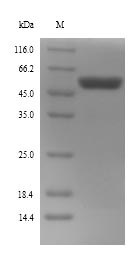 E. coli tig protein