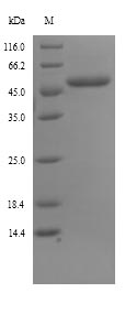 E. coli tig protein