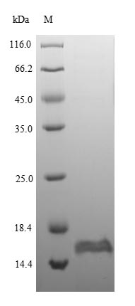 E. coli glpE protein