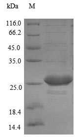 Bacterial yscM protein