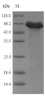 Bacterial pbpE protein