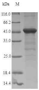 E. coli mrcA protein