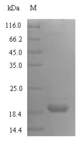 Rat Icos protein