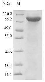 Human DBH protein
