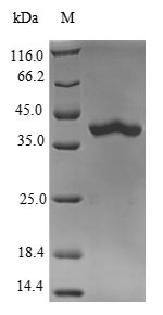 Mouse Rab10 protein