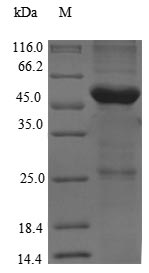 Rat Tg protein