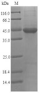 Human PVRL2 protein