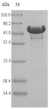 Bacterial catA protein