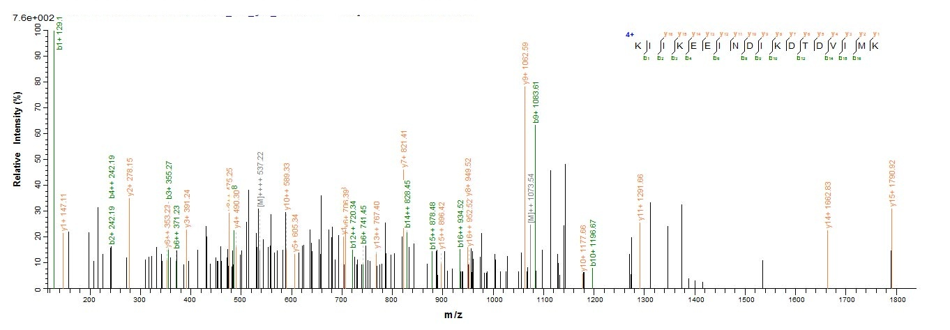 Human MB21D1 protein