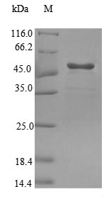 Mouse Glxr protein