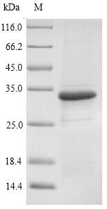 Bacterial omp protein