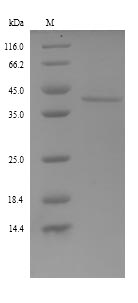 Rat Fetub protein