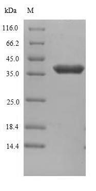 Human ANTXR1 protein