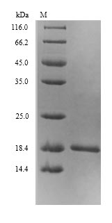 E. coli fur protein