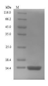 E. coli glpE protein