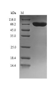 Human DBH protein