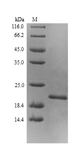 E. coli efp protein