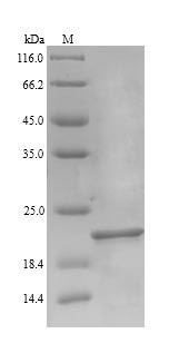 E. coli efp protein