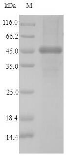 Human CNN2 protein