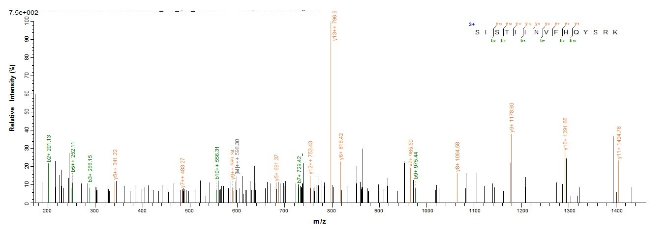 Rat S100a9 protein