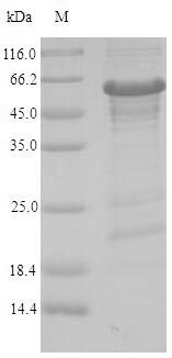 Human ZNF638 protein