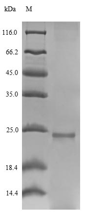 Fungi hfb1 protein
